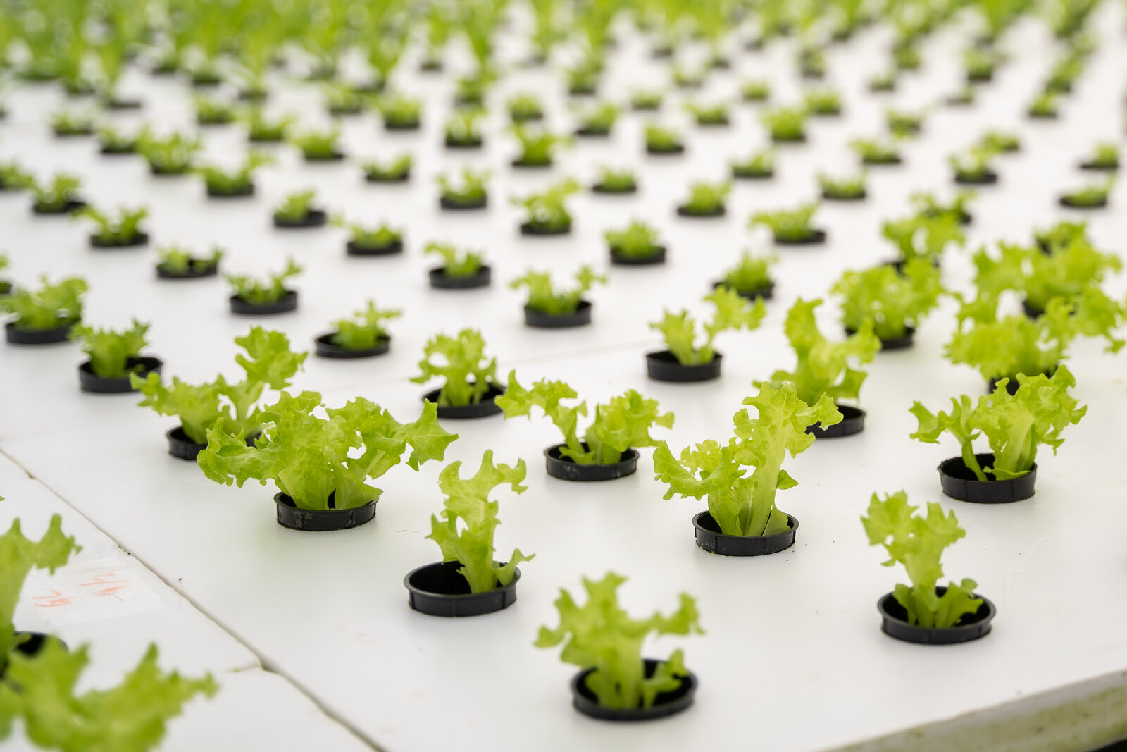 Lettuce seedlings in deep-flow-technique hydroponic troughs