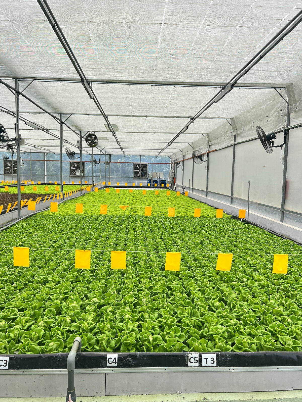 Production greenhouse showing mature head-lettuce cycle with tag markers