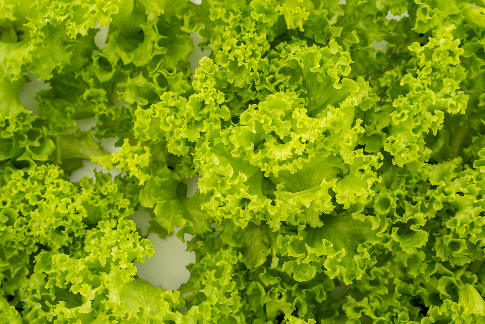Close-up of harvest-ready frilly lettuce showing canopy density