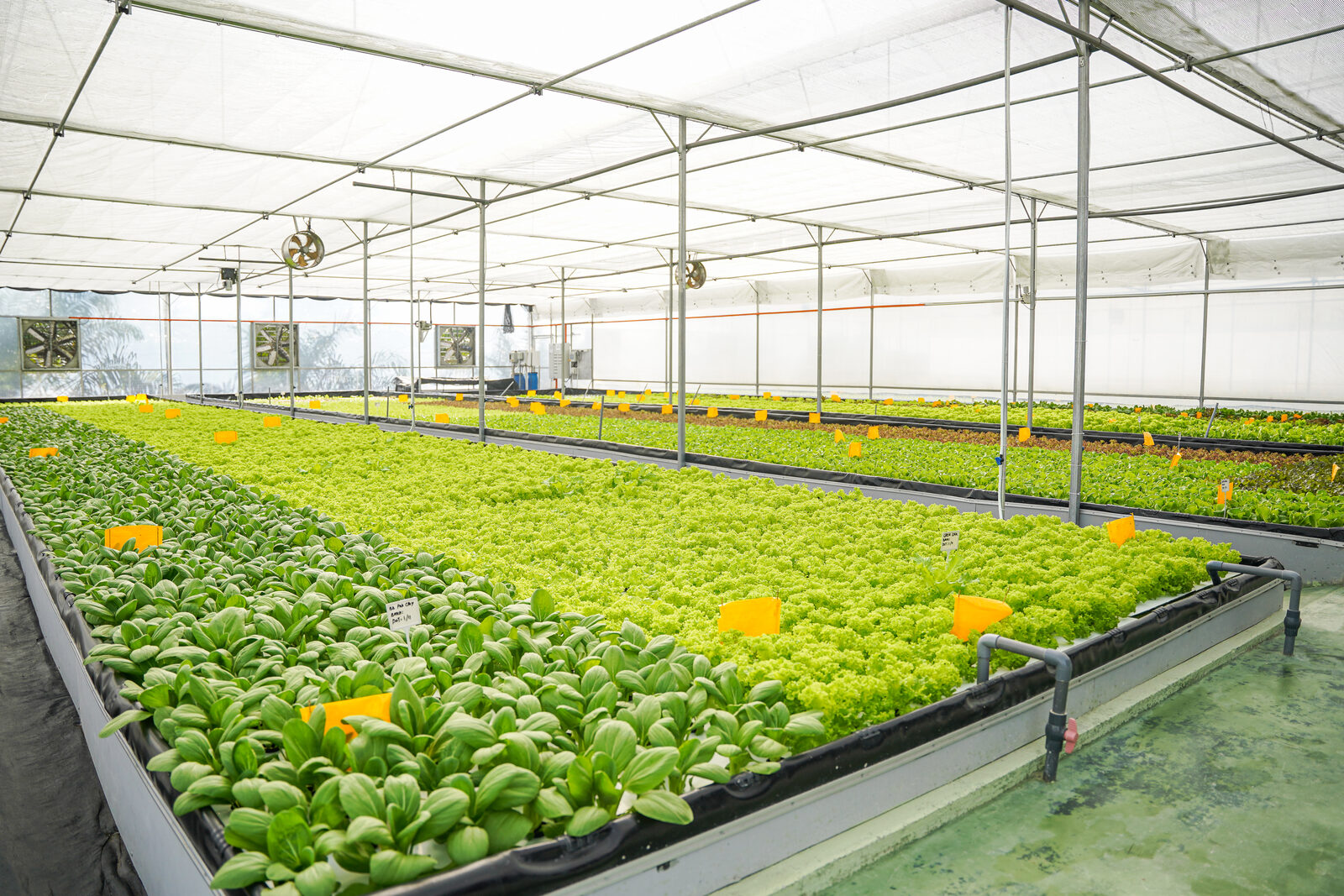Wide interior view of a Bestari Jaya greenhouse with multiple beds of leafy greens under climate control
